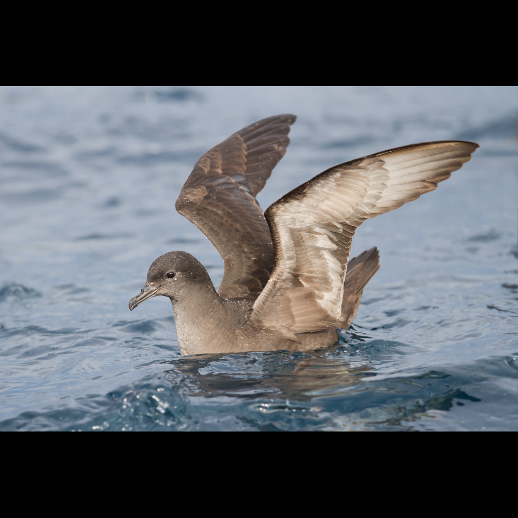 Short-tailed Shearwater