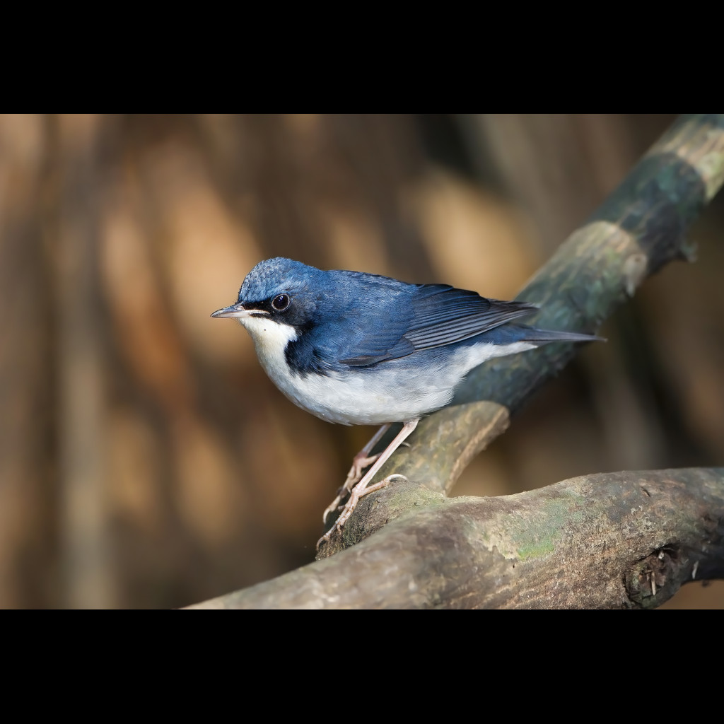 Siberian Blue Robin