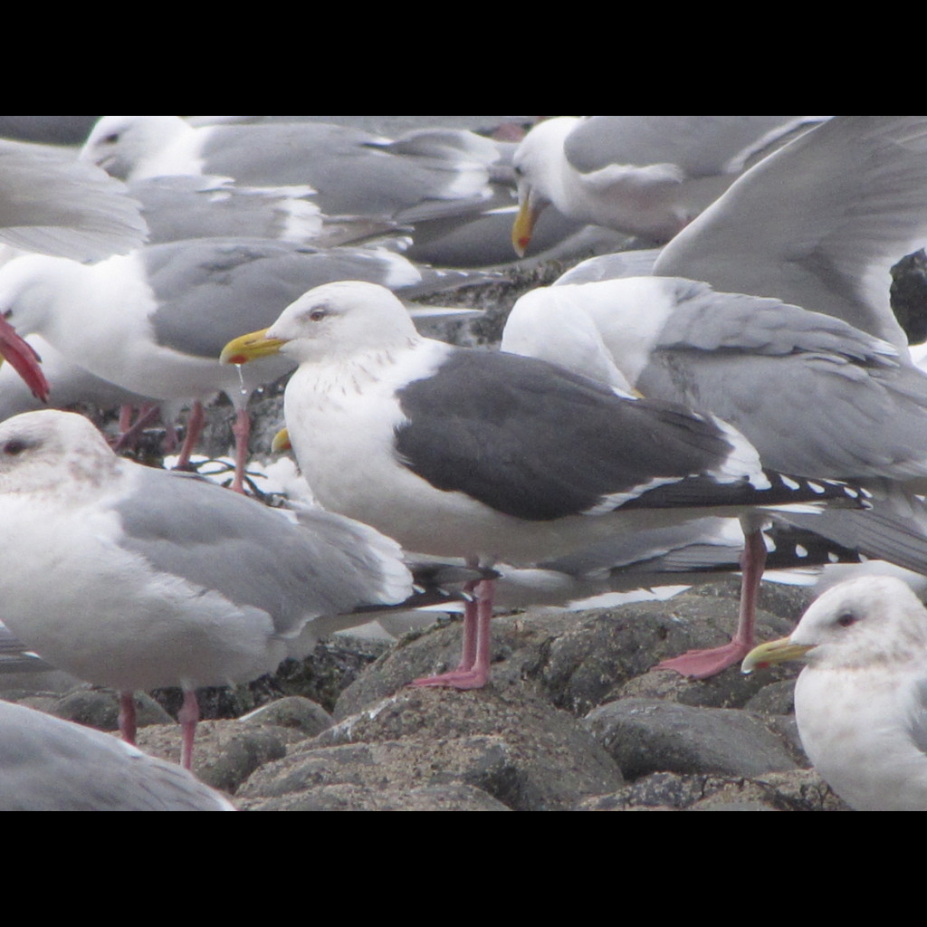 Slaty-backed Gull