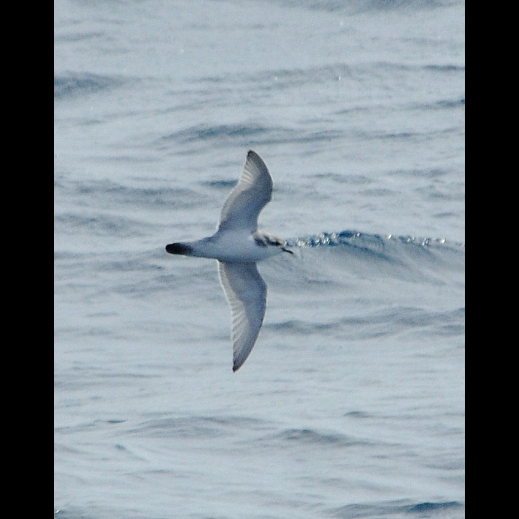 Slender-billed Prion