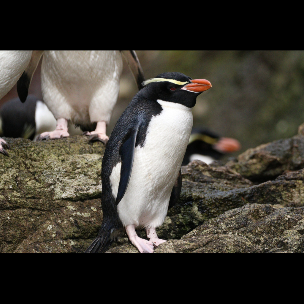 Snares Penguin