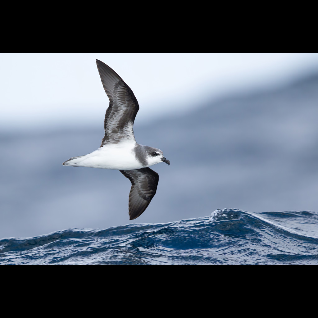 Soft-plumaged Petrel