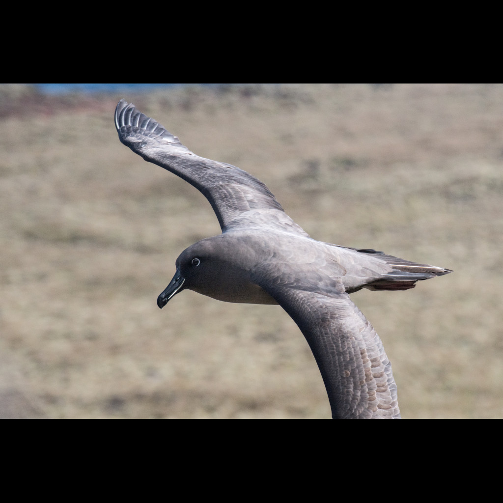 Sooty Albatross