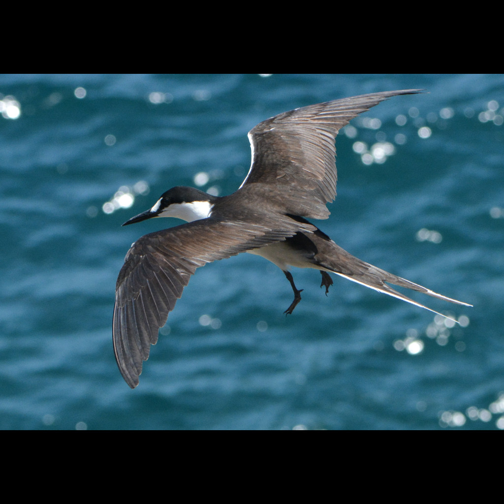 Sooty Tern
