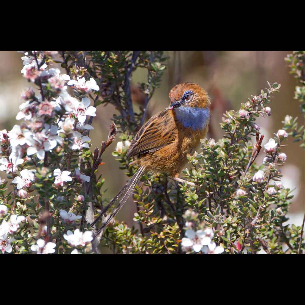 Southern Emu-wren