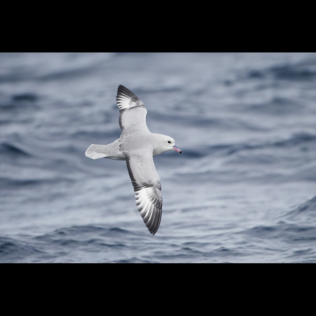 Southern Fulmar