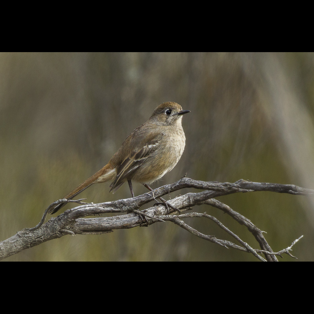 Southern Scrub-robin