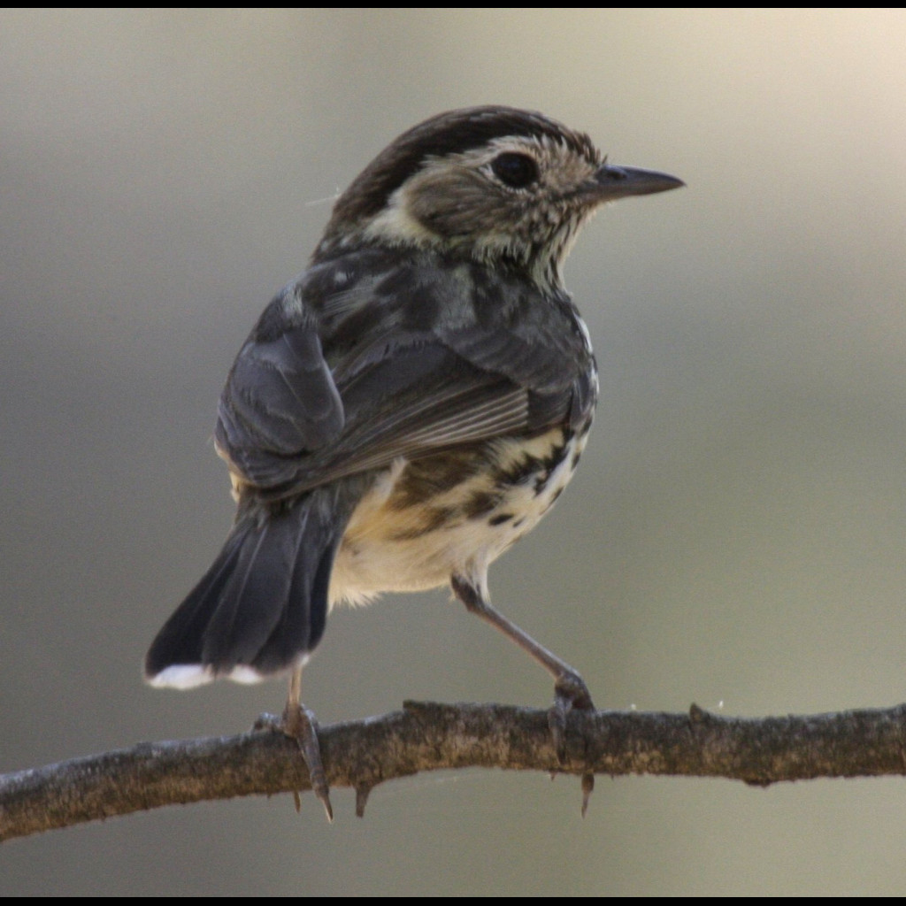 Speckled Warbler