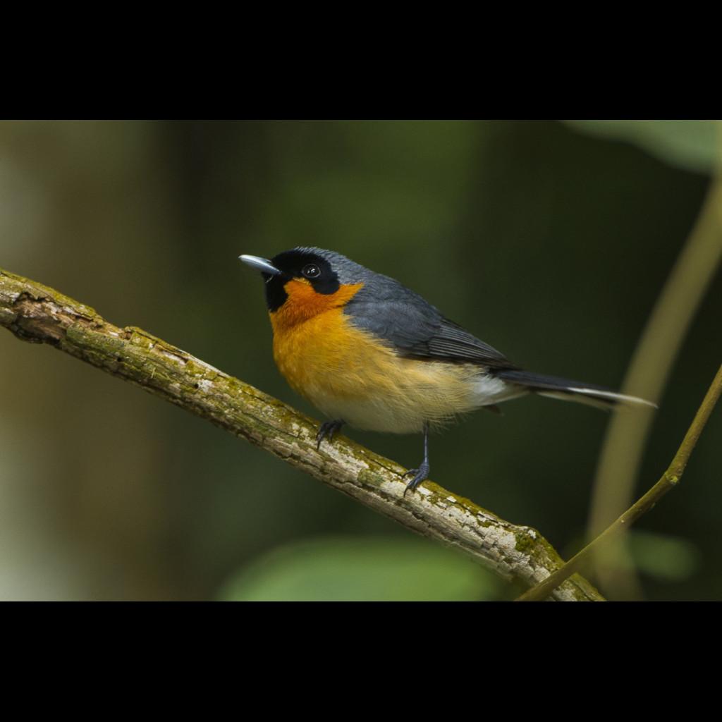 Spectacled Monarch