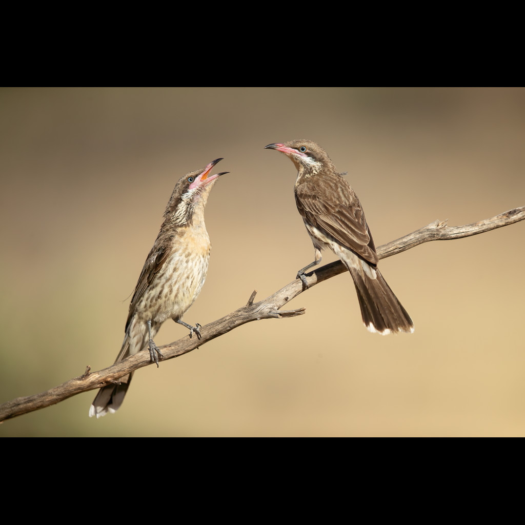 Spiny-cheeked Honeyeater