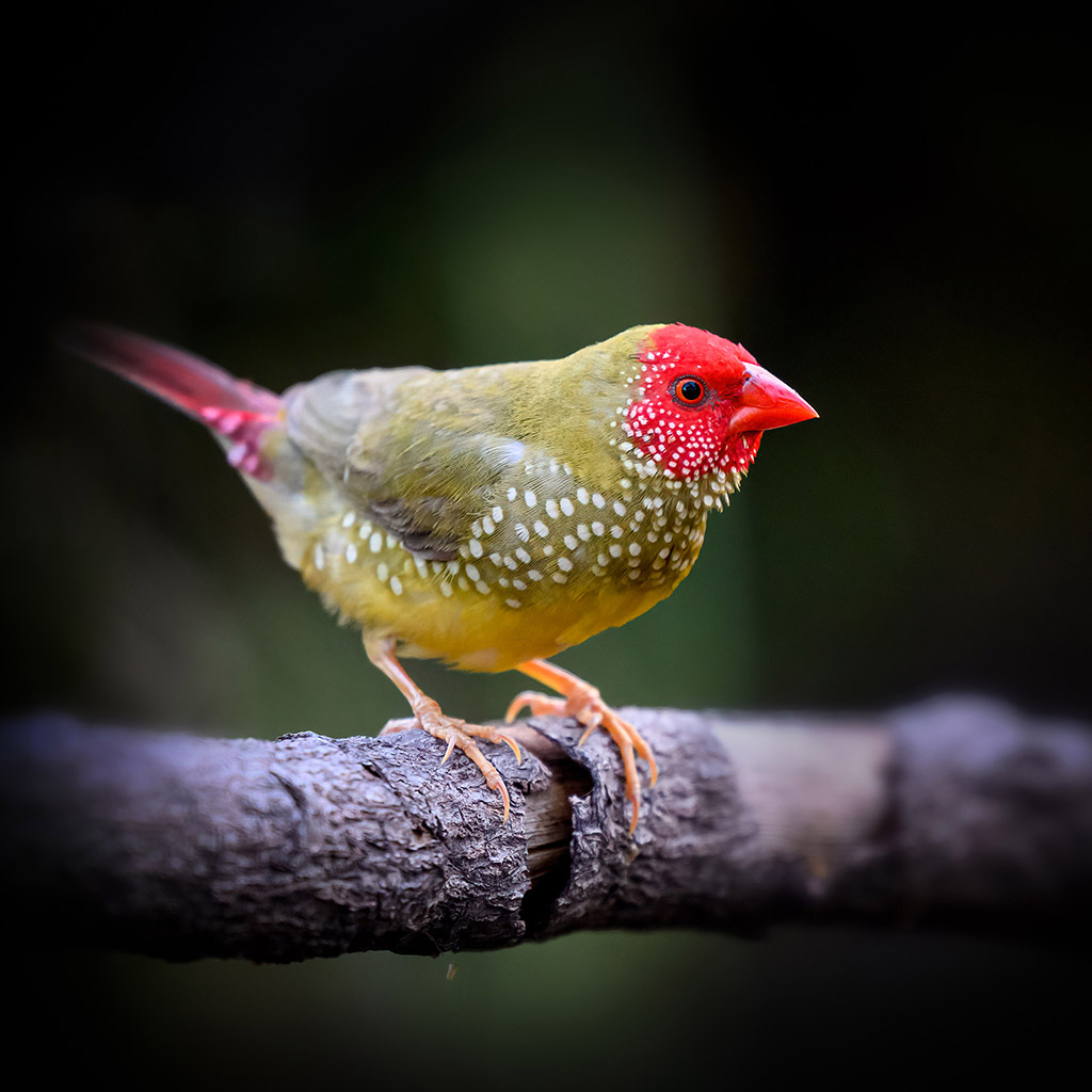 Star Finch