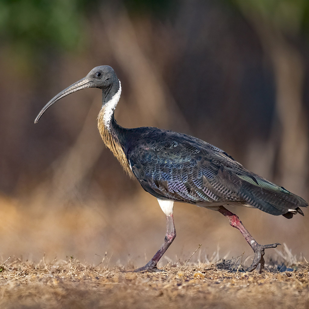 Straw-necked Ibis