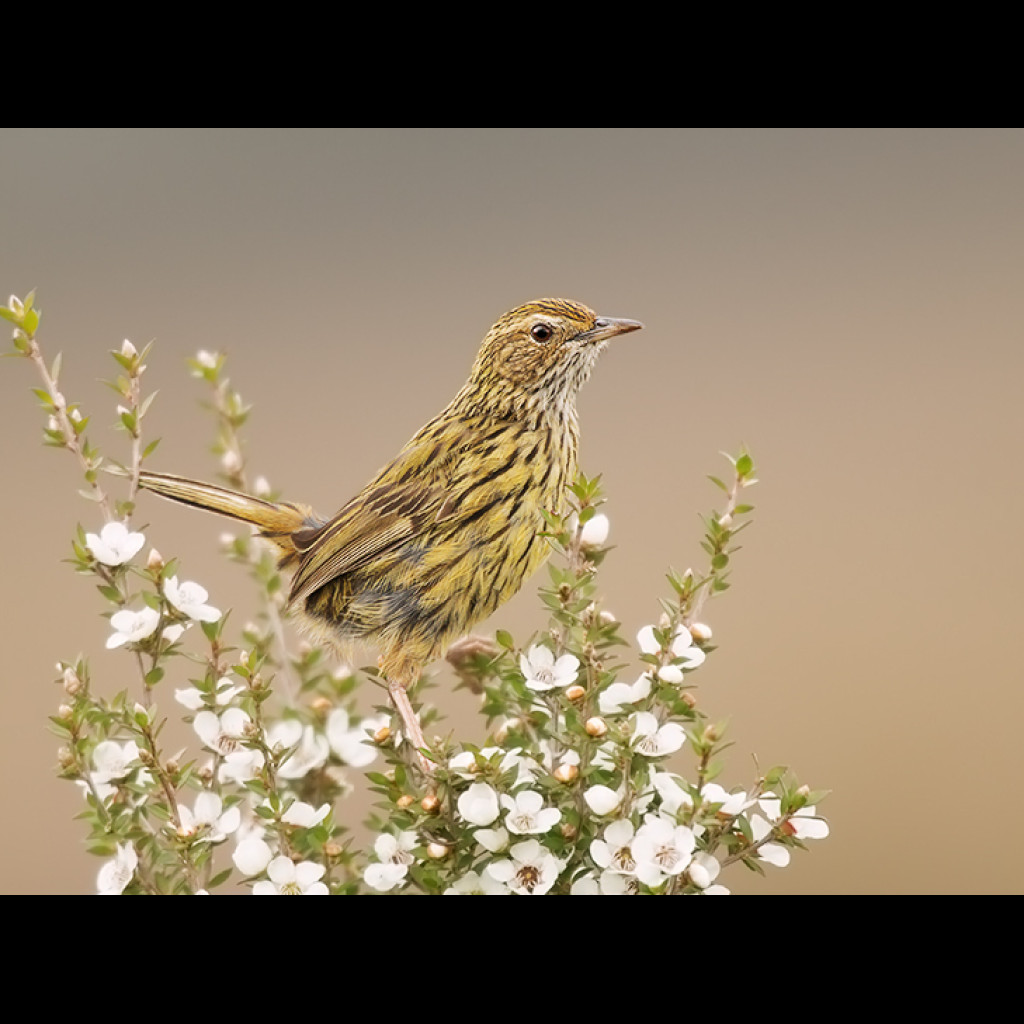 Striated Fieldwren