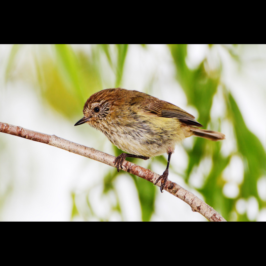 Striated Thornbill