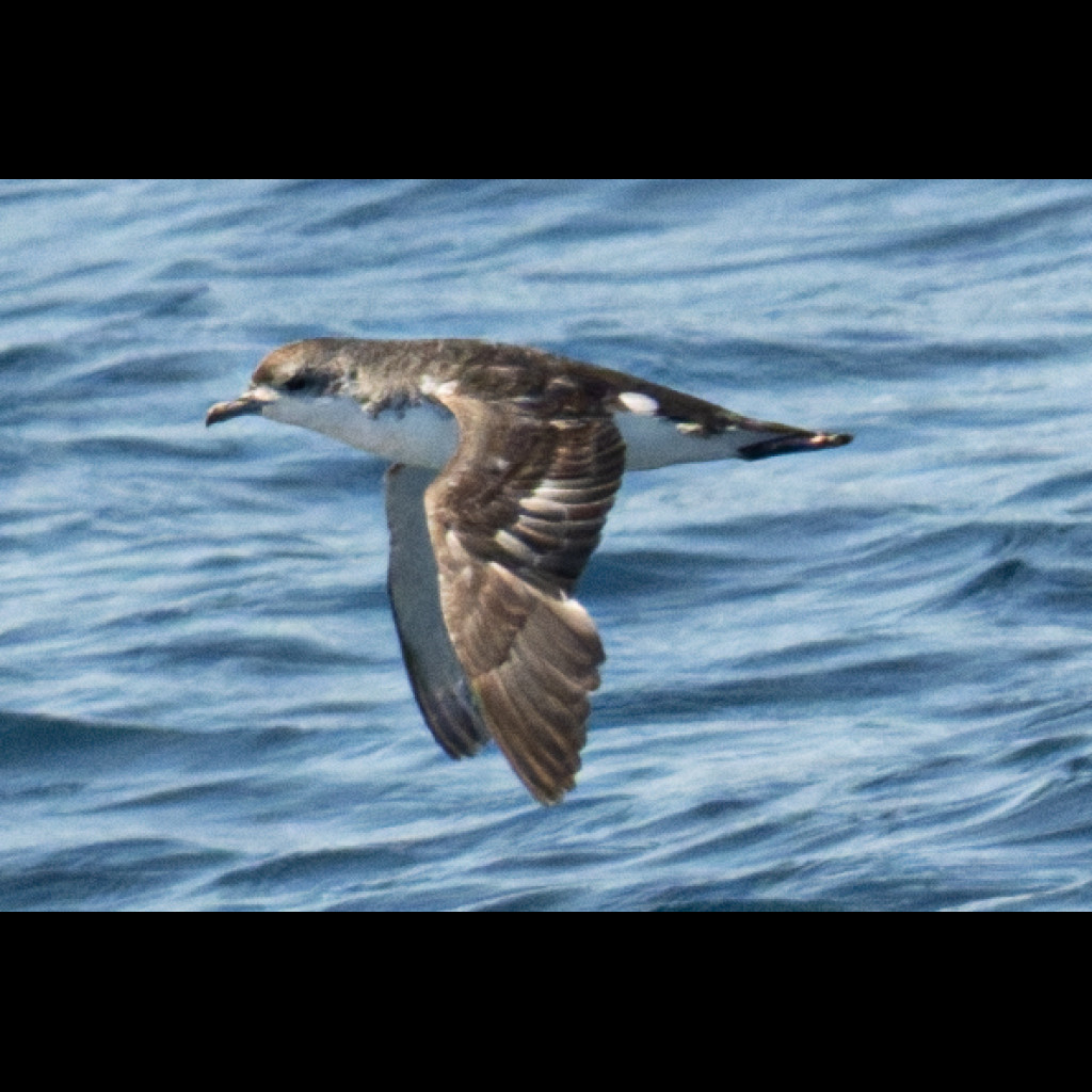 Subantarctic Shearwater