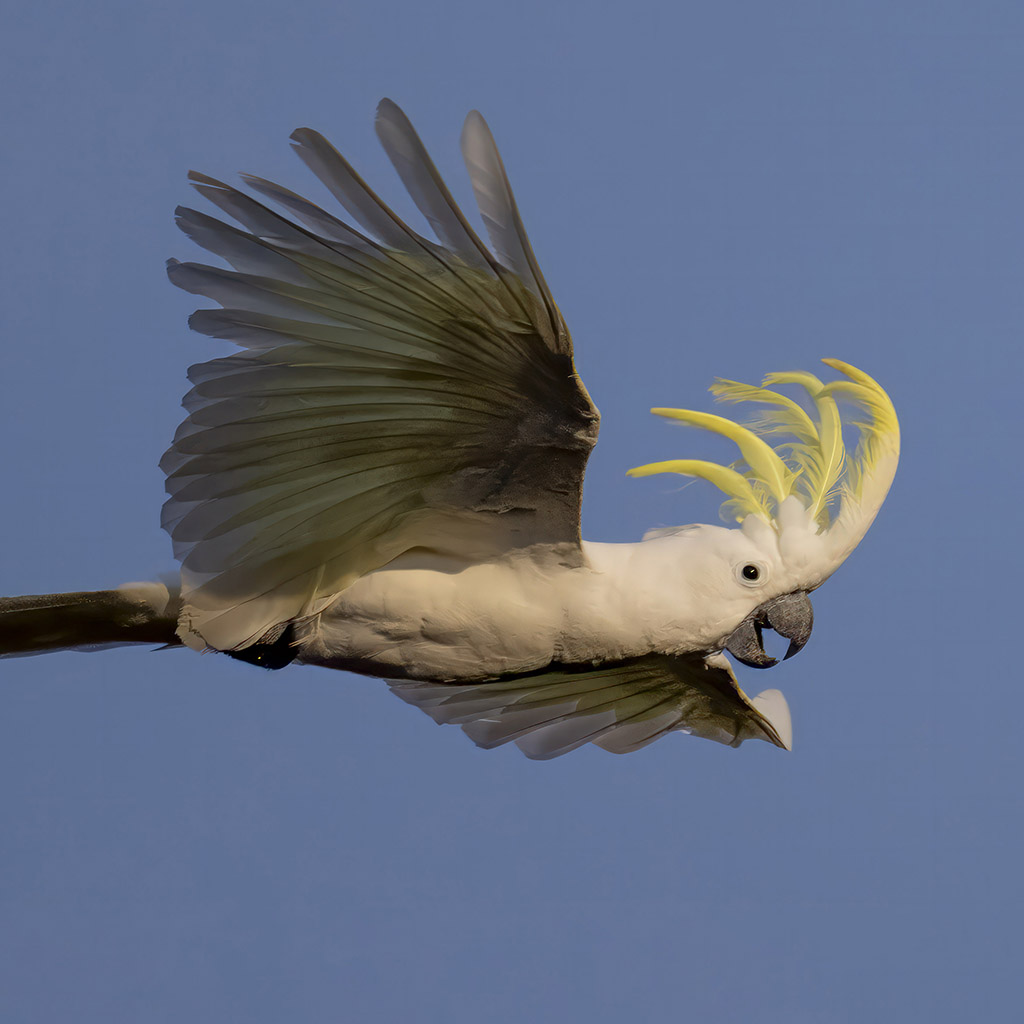 Sulphur-crested cockatoo