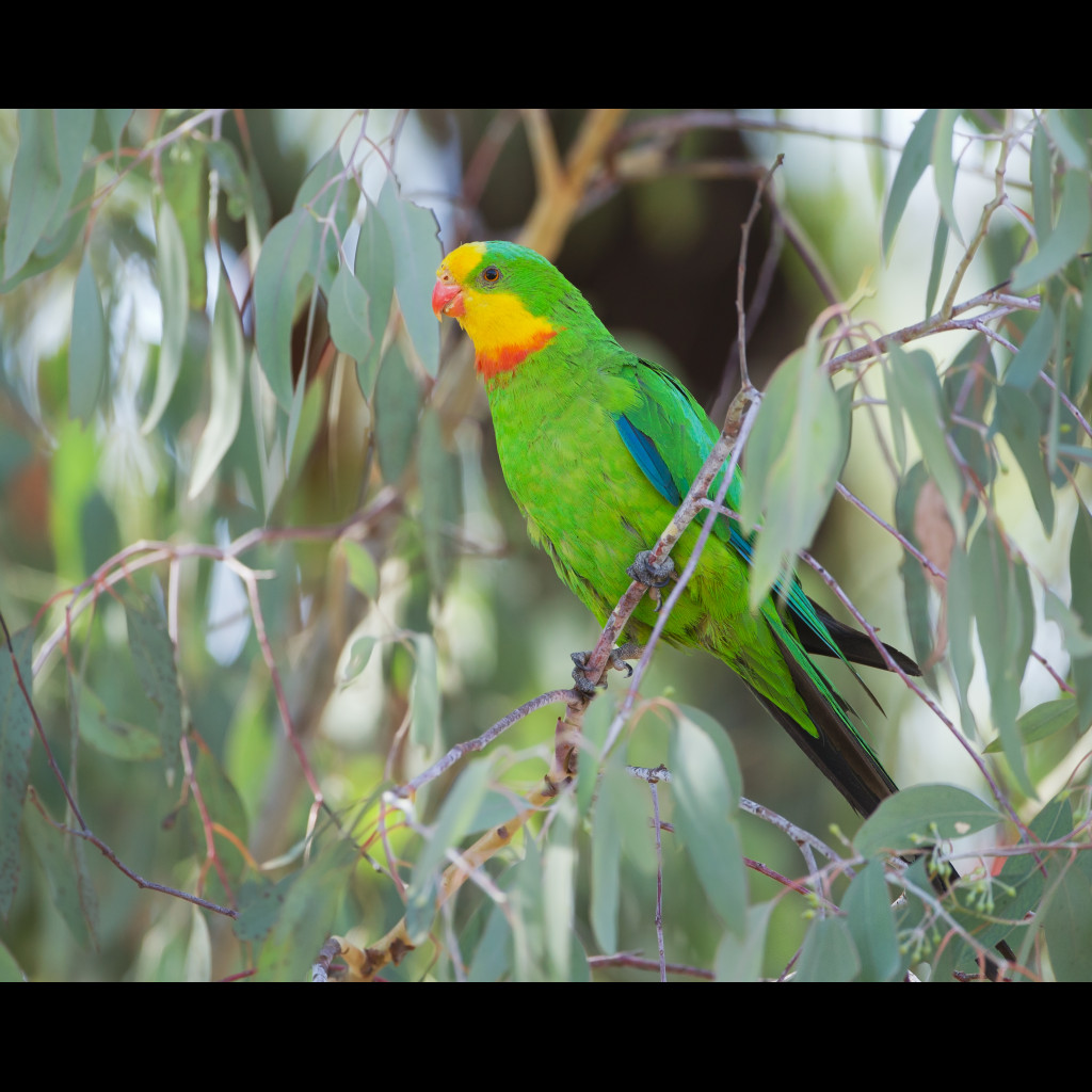 Superb Parrot