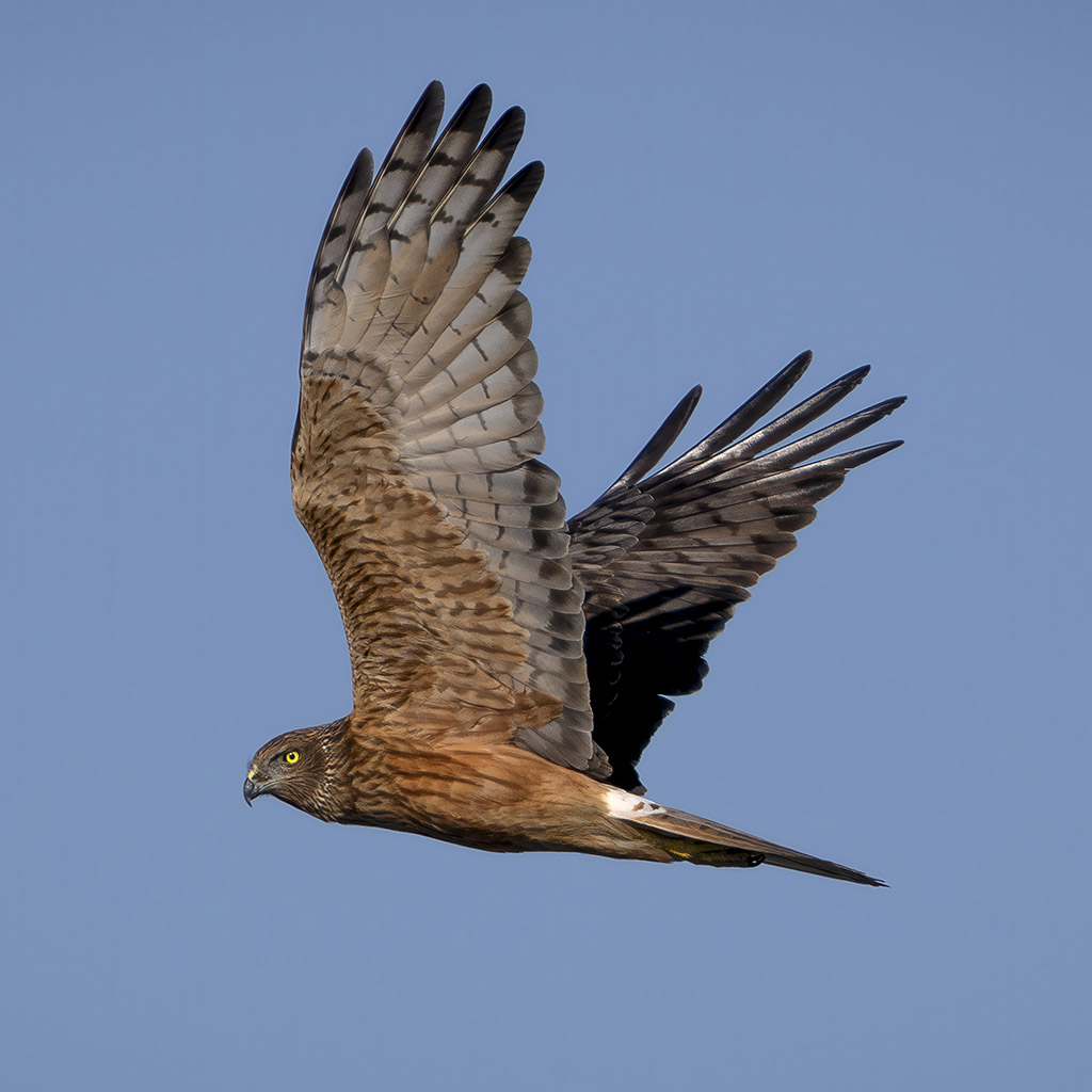 Swamp Harrier