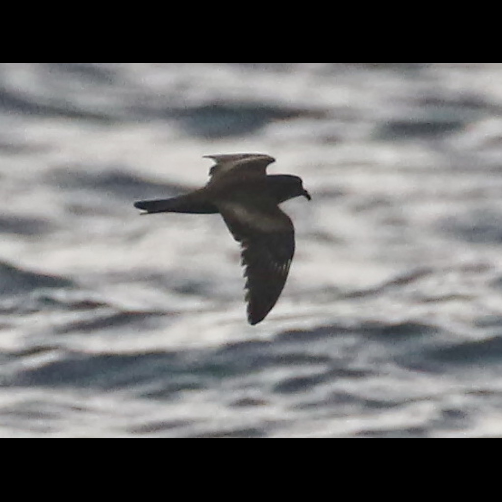 Swinhoe's Storm-Petrel