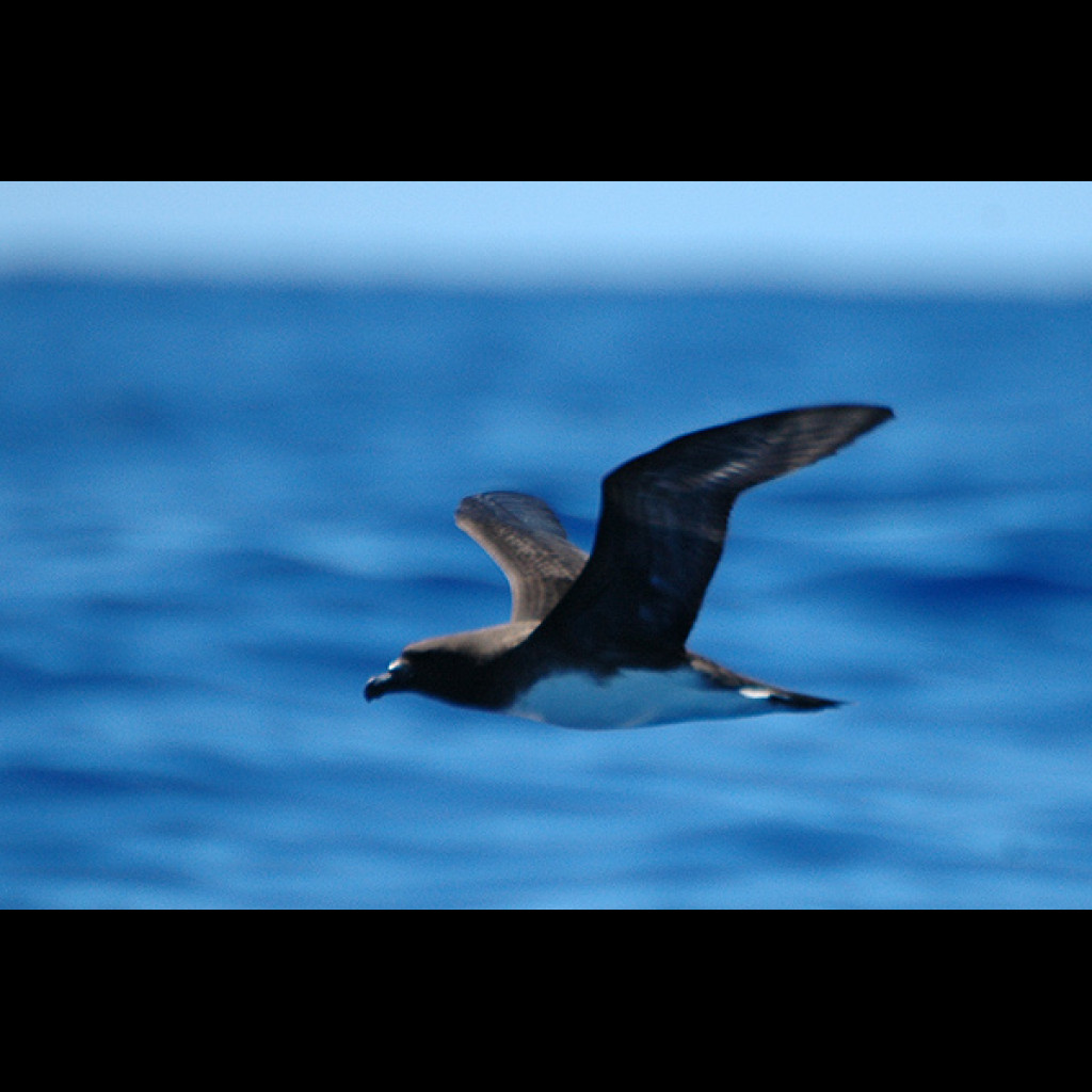 Tahiti Petrel