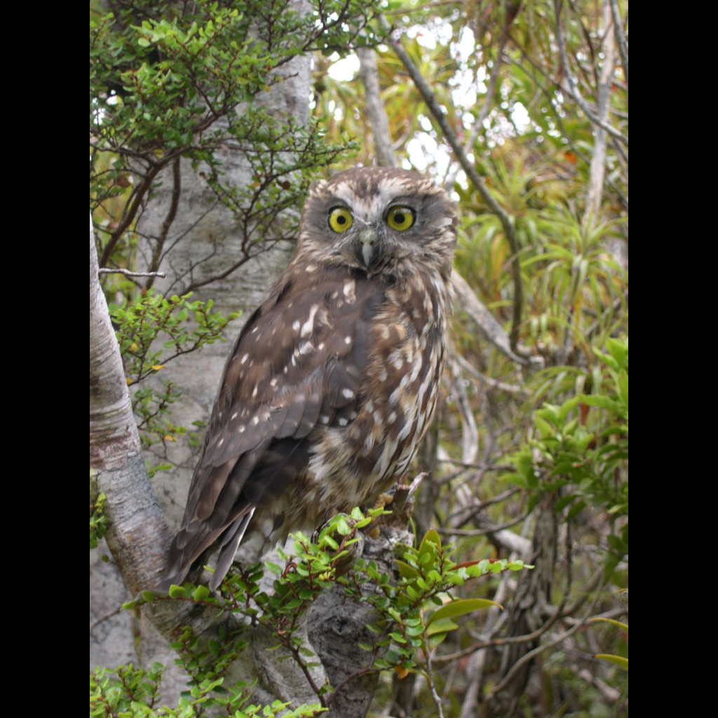 Tasman Morepork