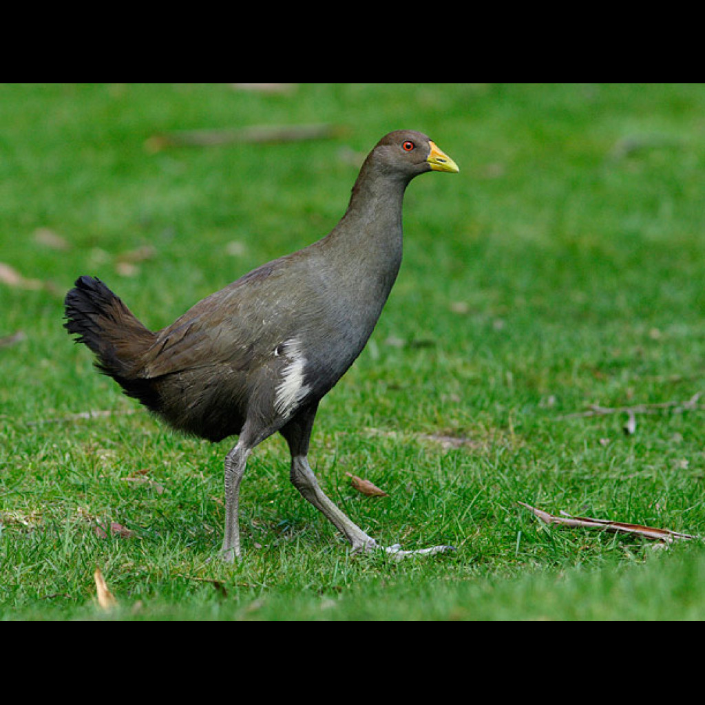 Tasmanian Native-hen