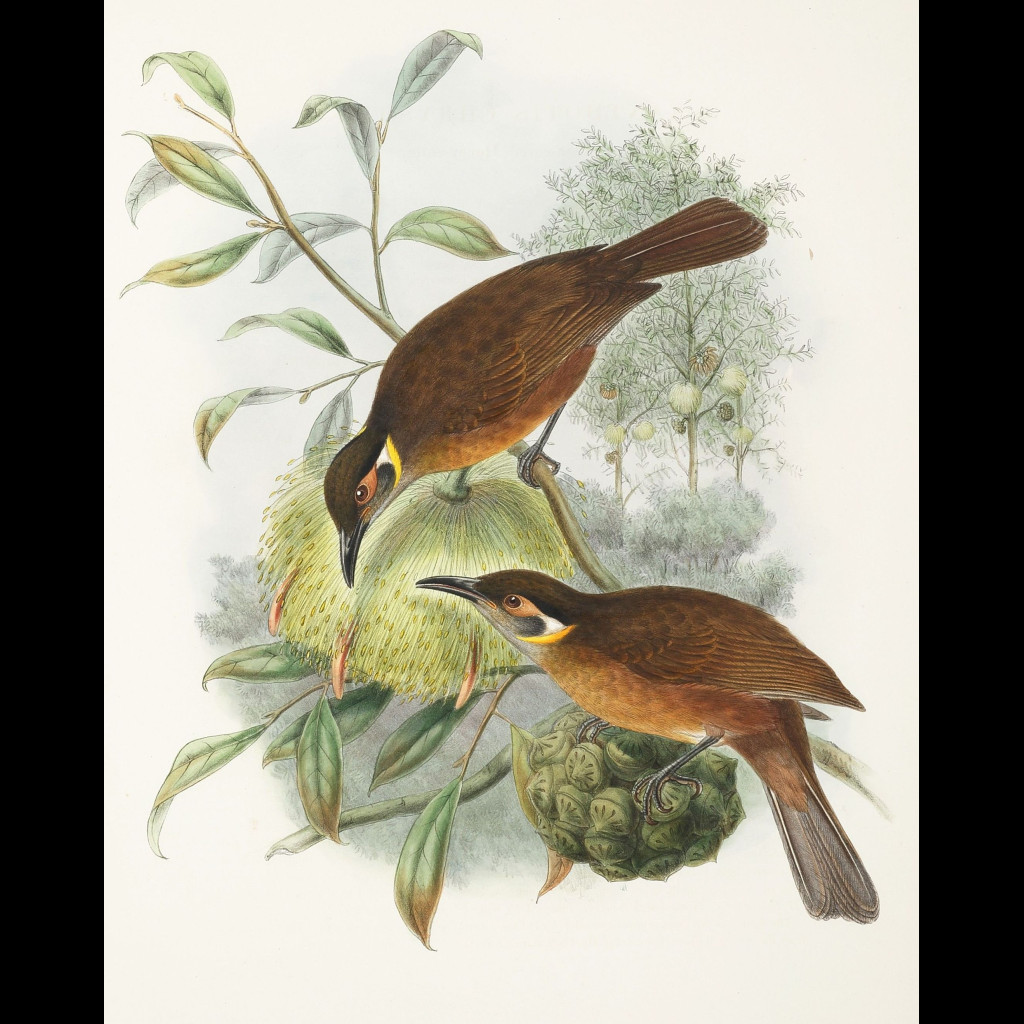 Tawny-breasted Honeyeater