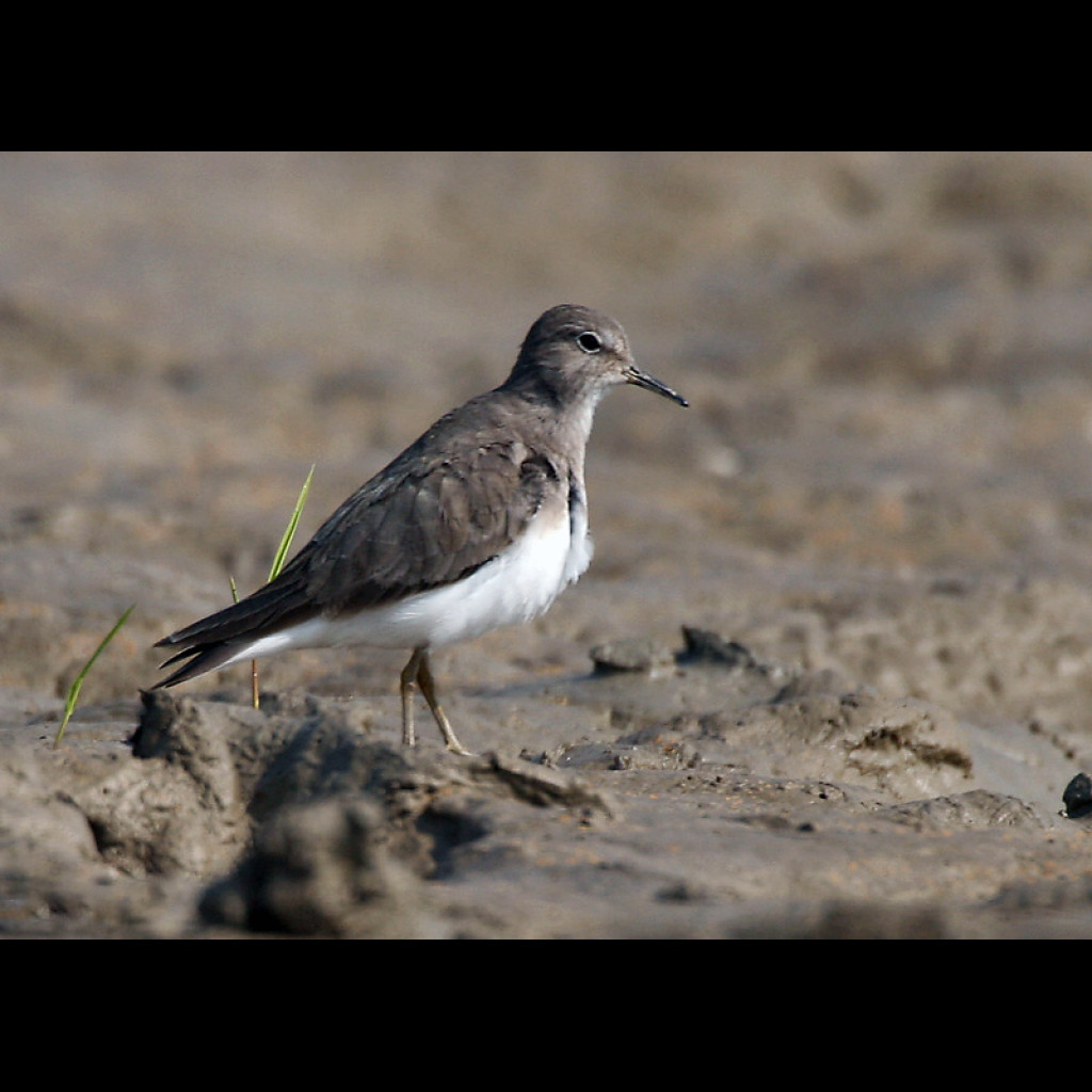 Temminck's Stint