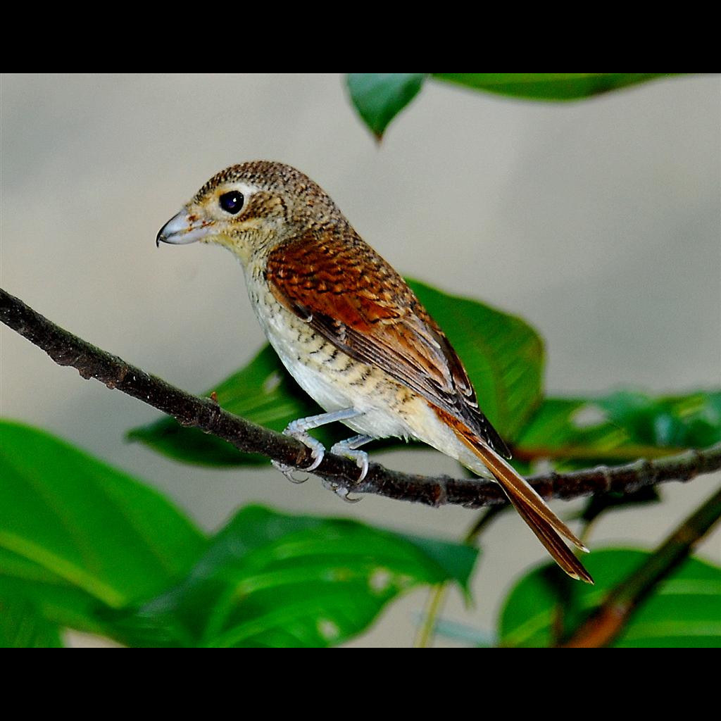 Tiger Shrike