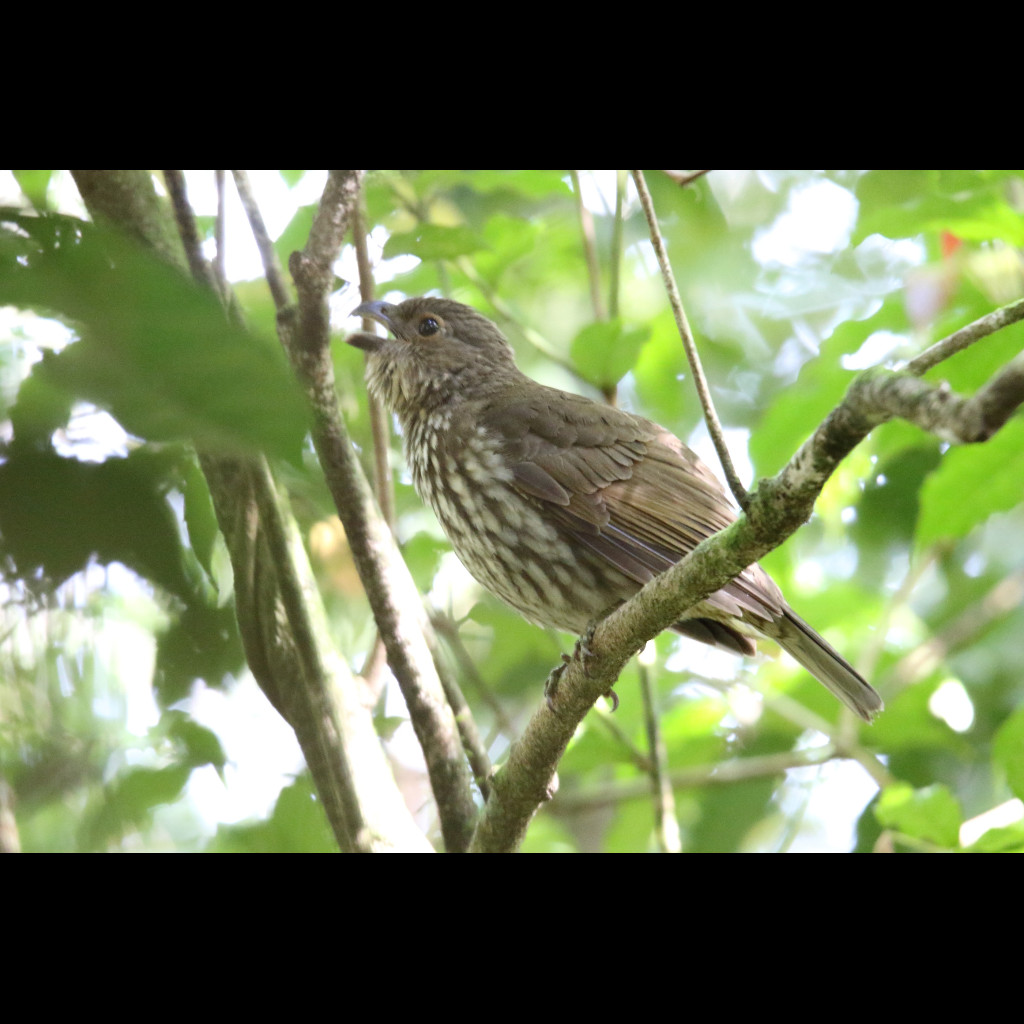 Tooth-billed Bowerbird
