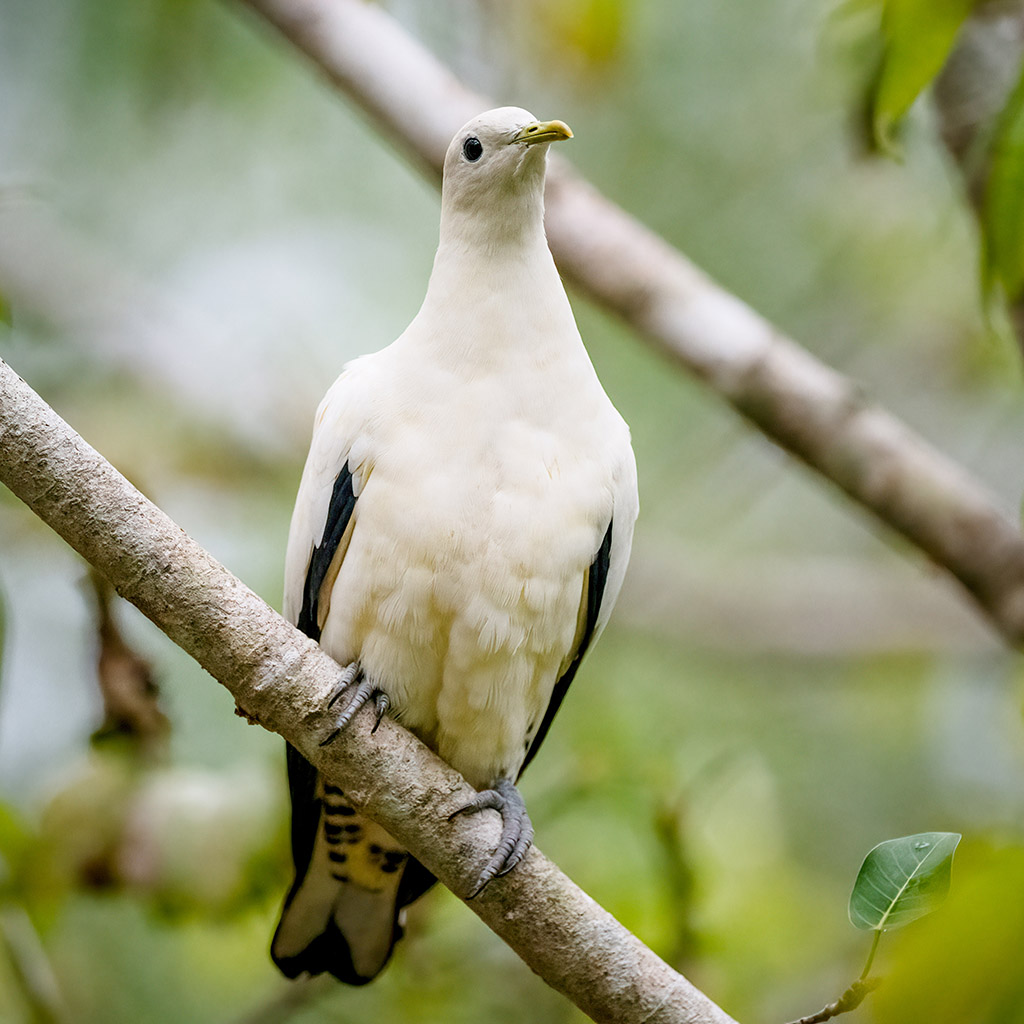 Torresian imperial pigeon