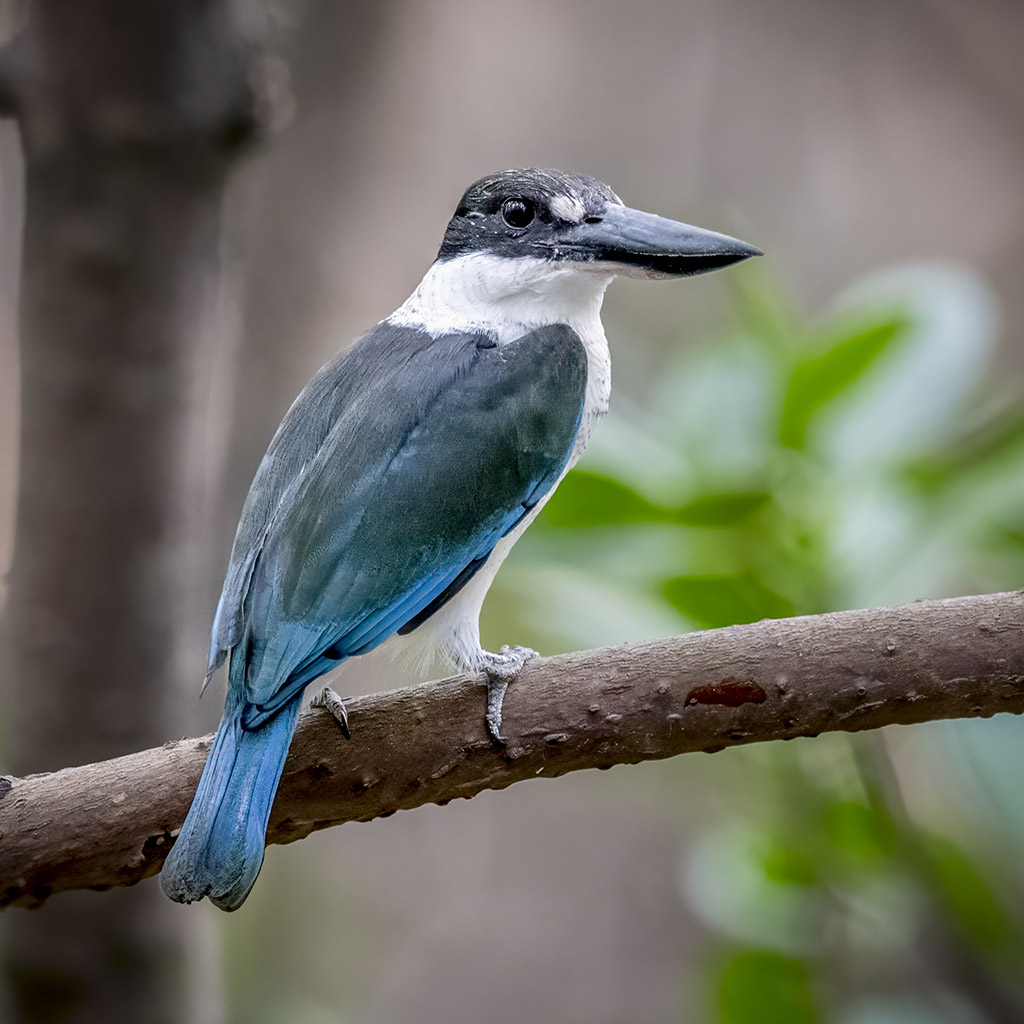 Torresian Kingfisher