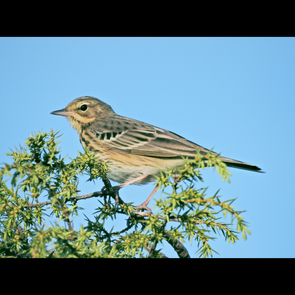Tree Pipit