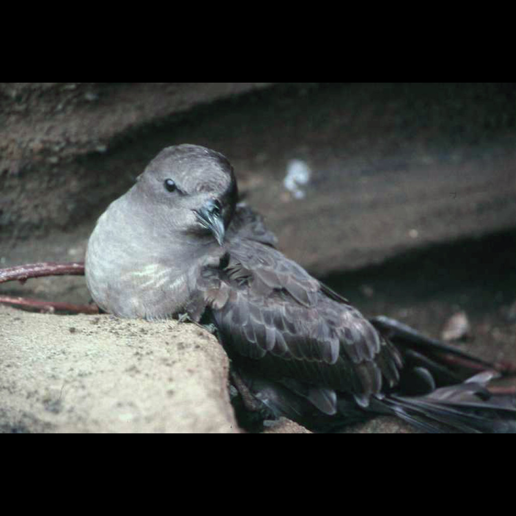 Trindade Petrel