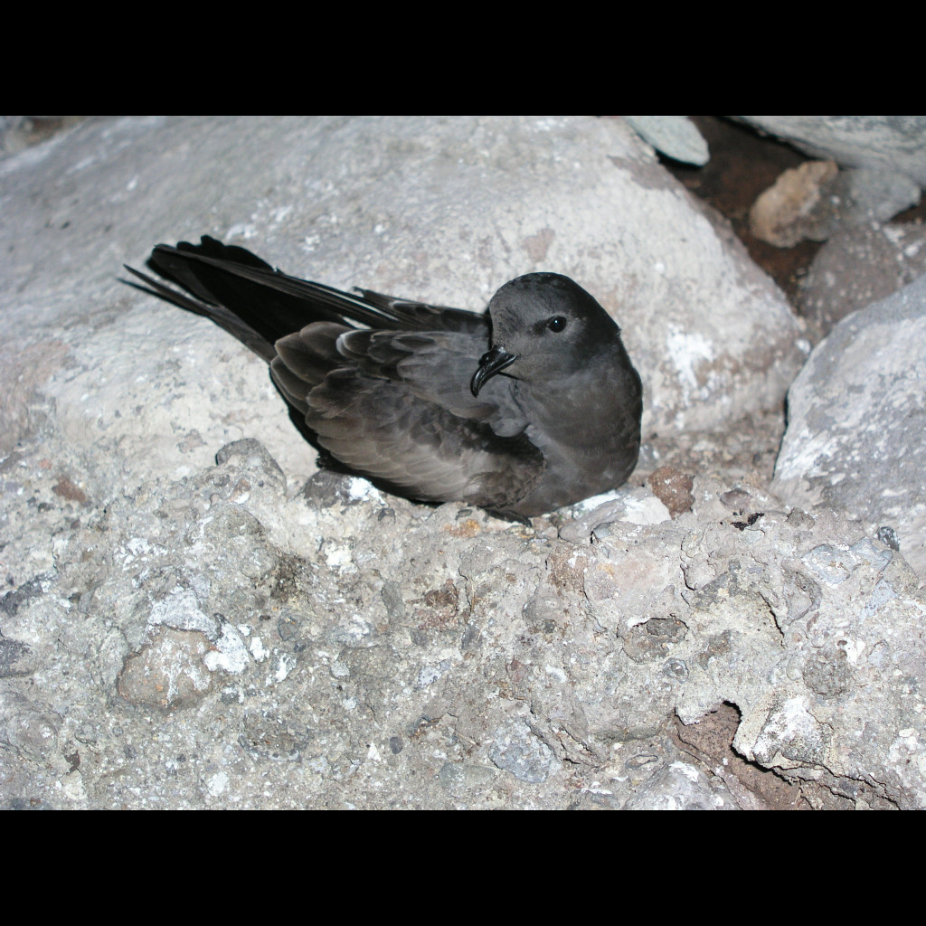 Tristram's Storm-Petrel