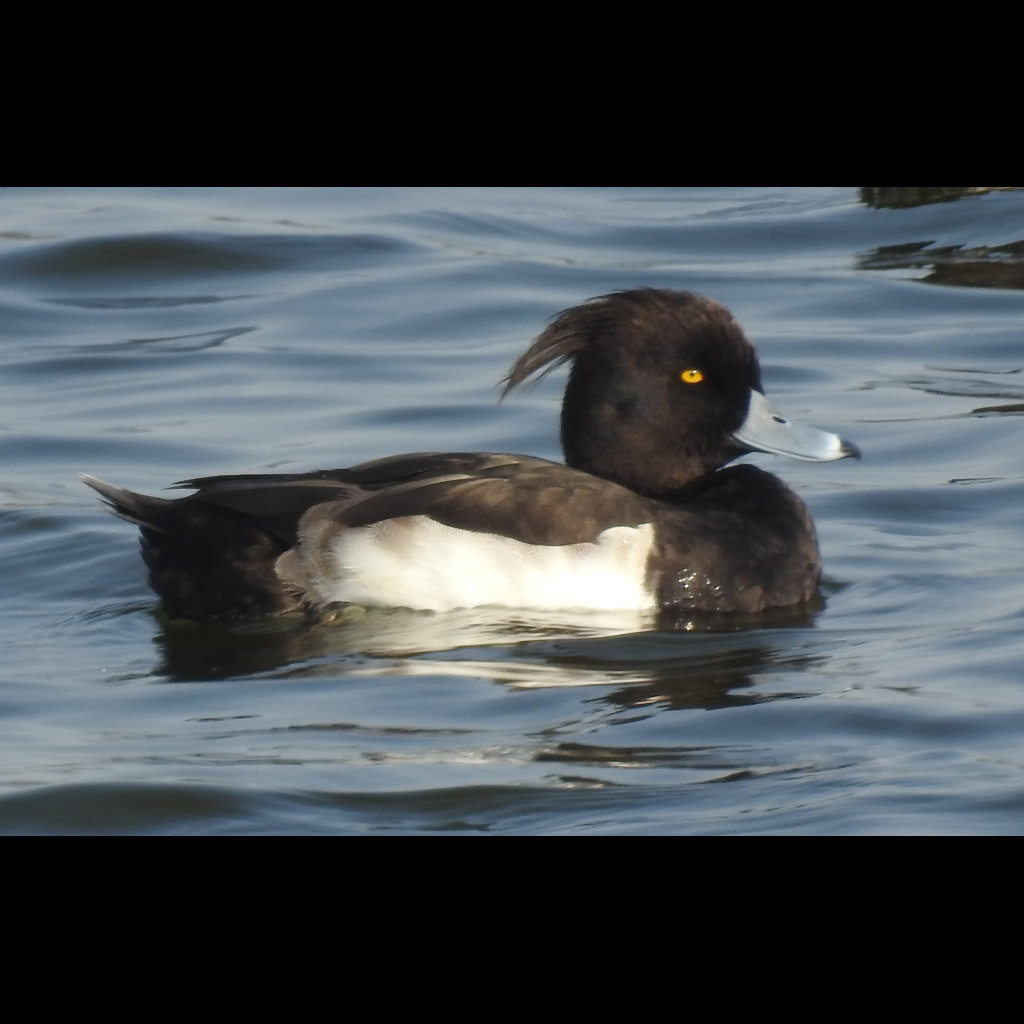 Tufted Duck