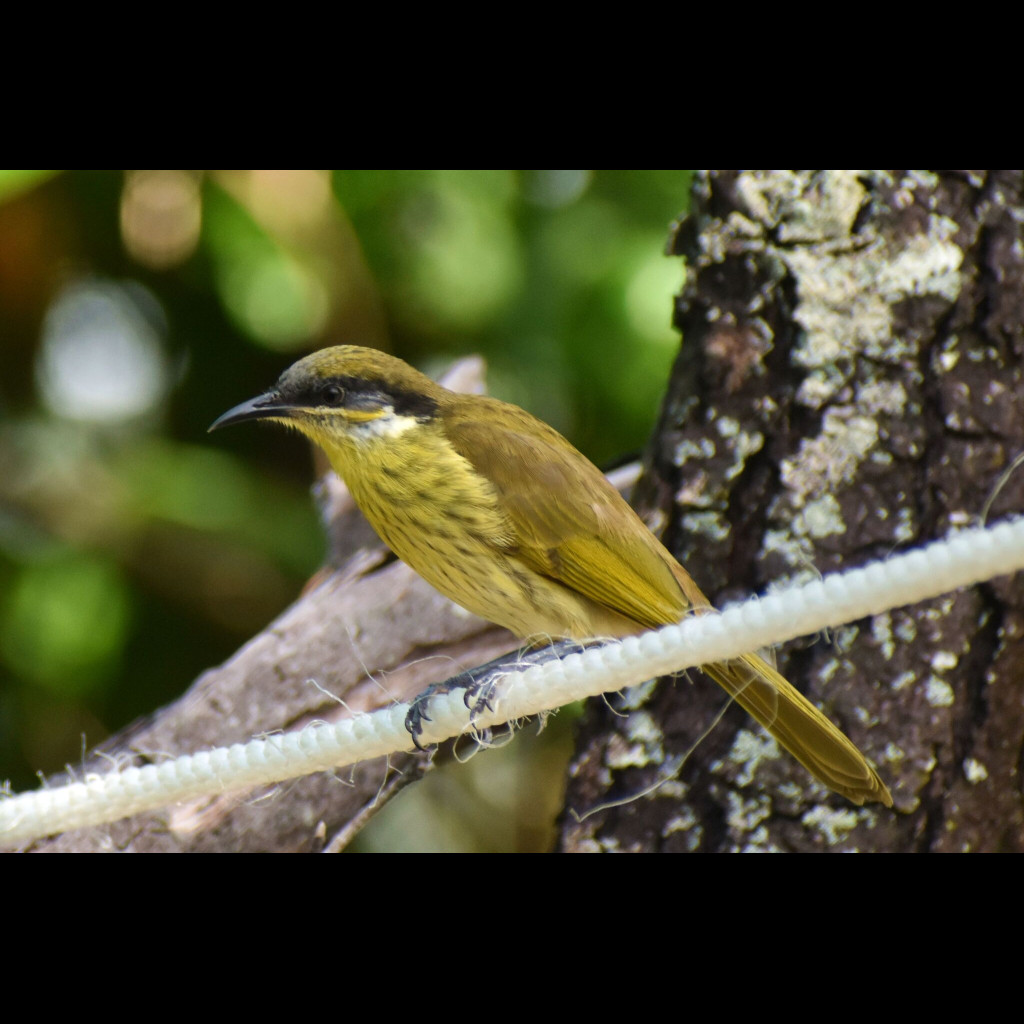 Varied Honeyeater