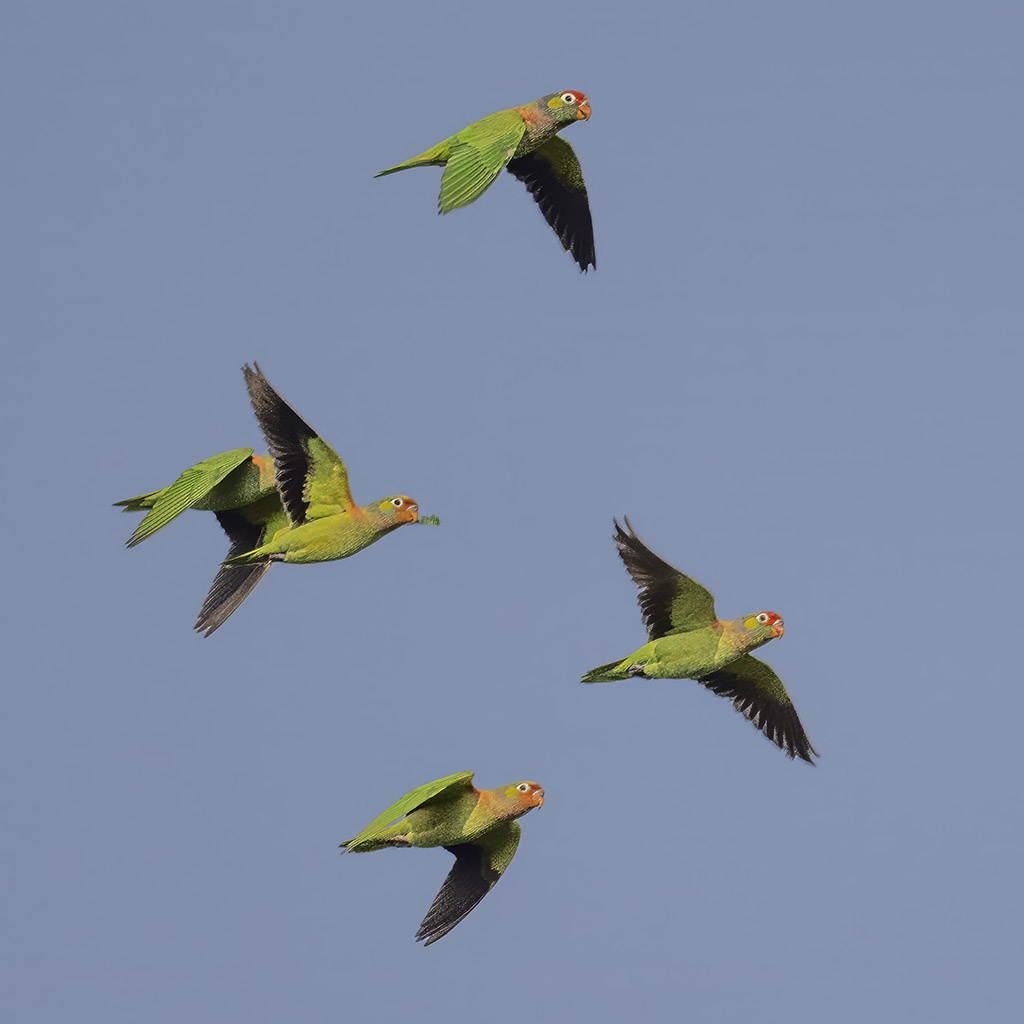 Varied Lorikeet