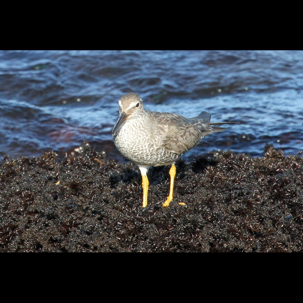 Wandering Tattler