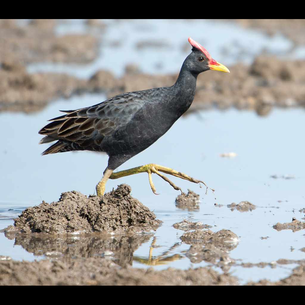 Watercock