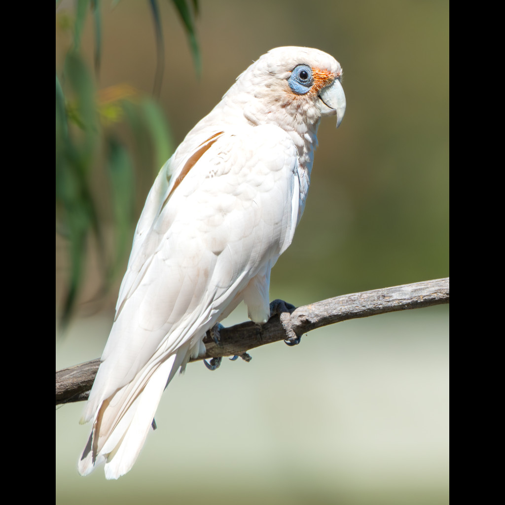 Western Corella