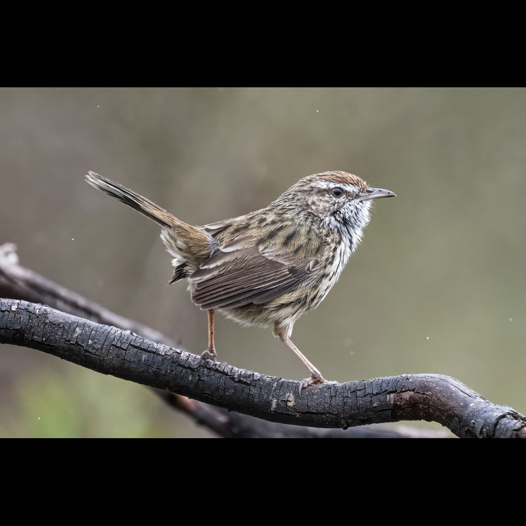 Western Fieldwren