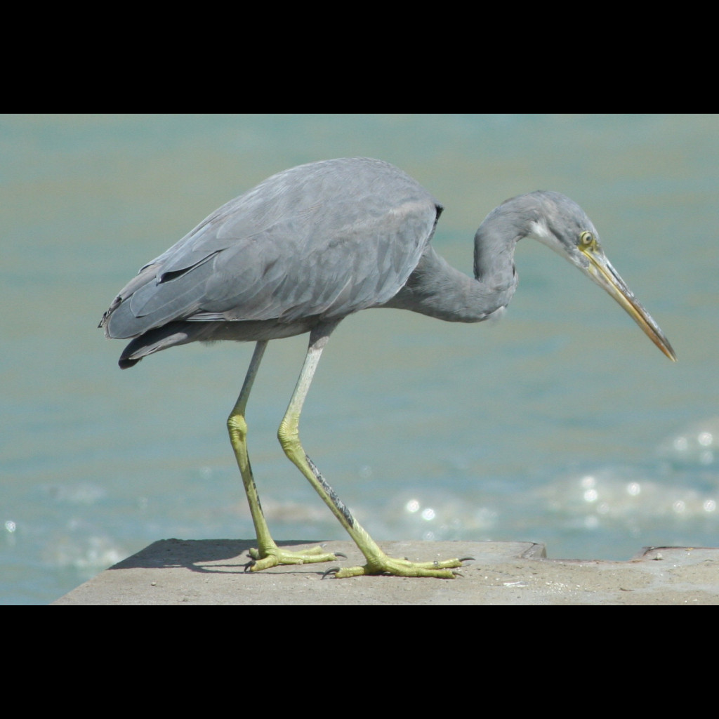 Western Reef Egret