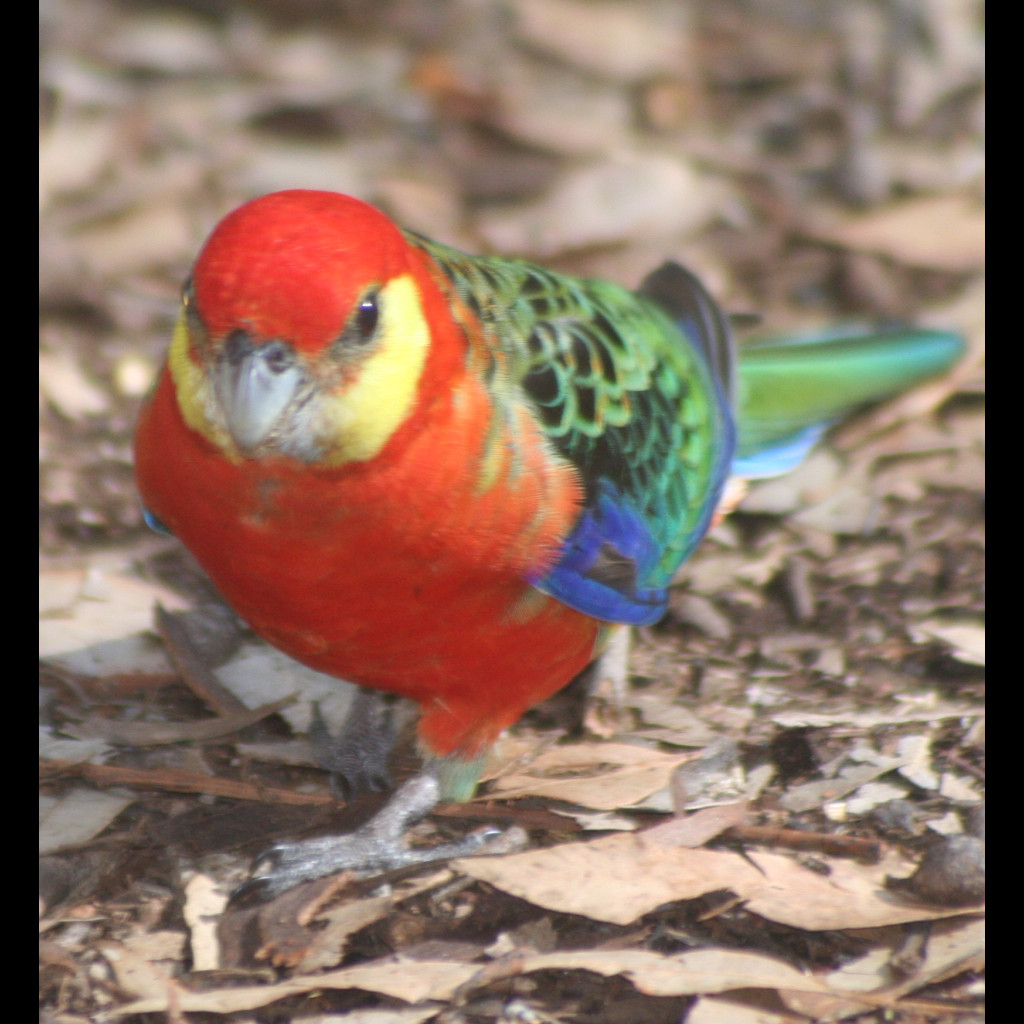 Western Rosella
