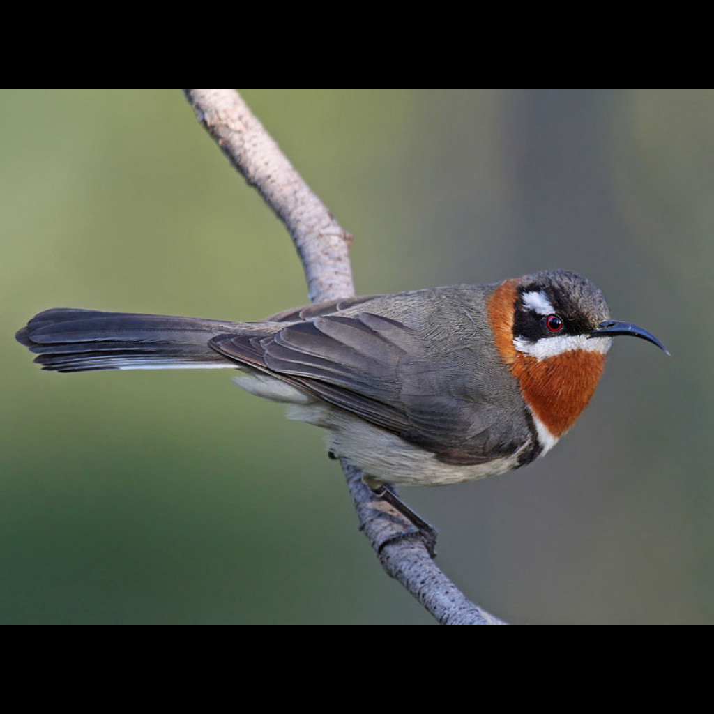 Western Spinebill