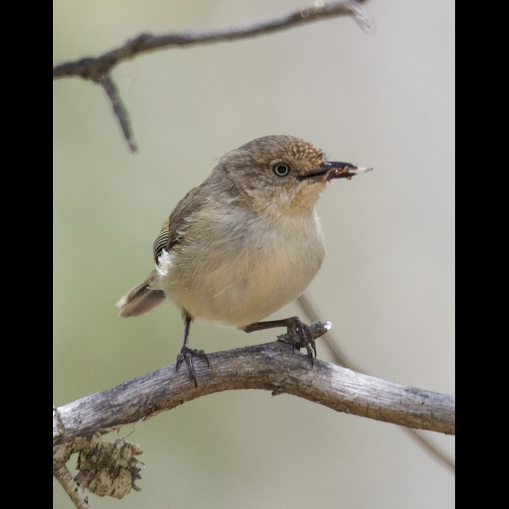 Western Thornbill