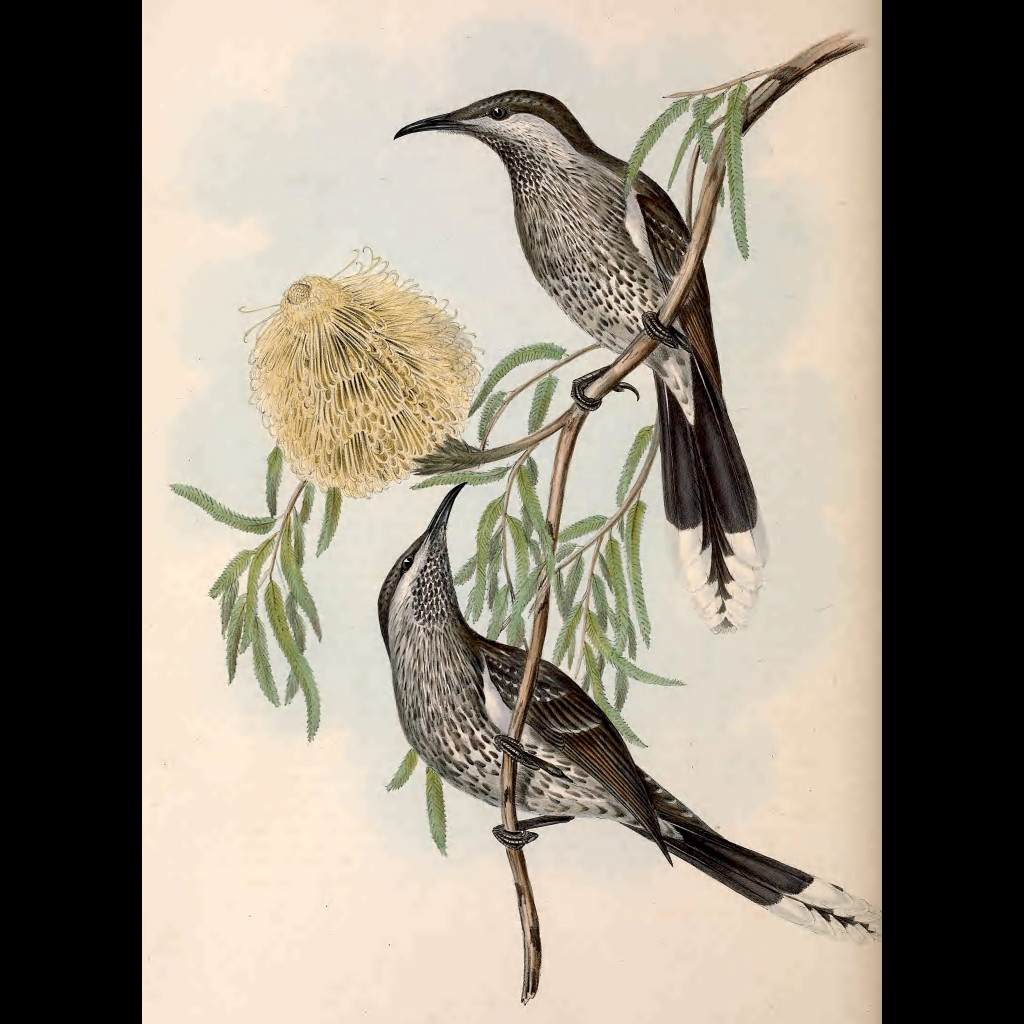 Western Wattlebird