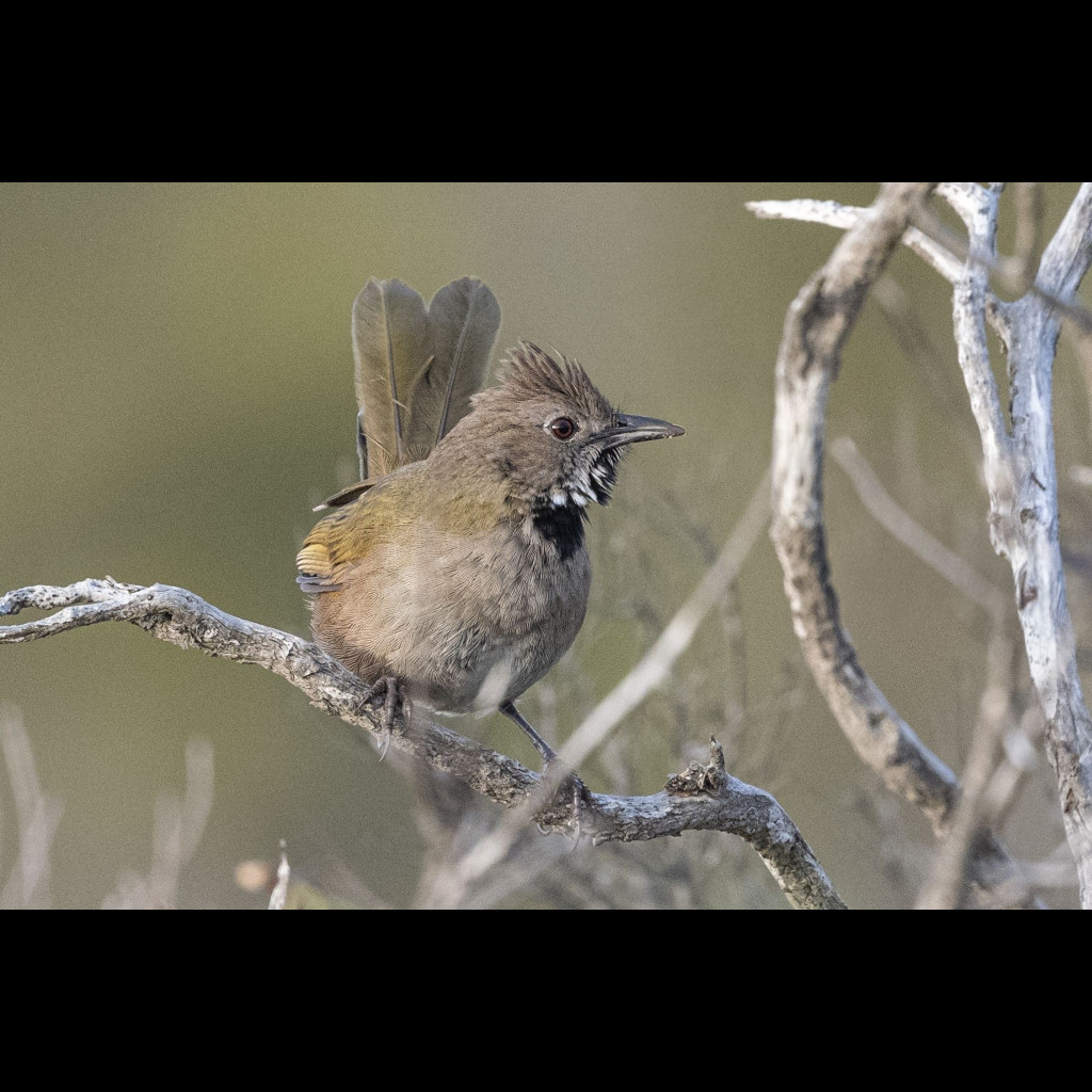 Western Whipbird