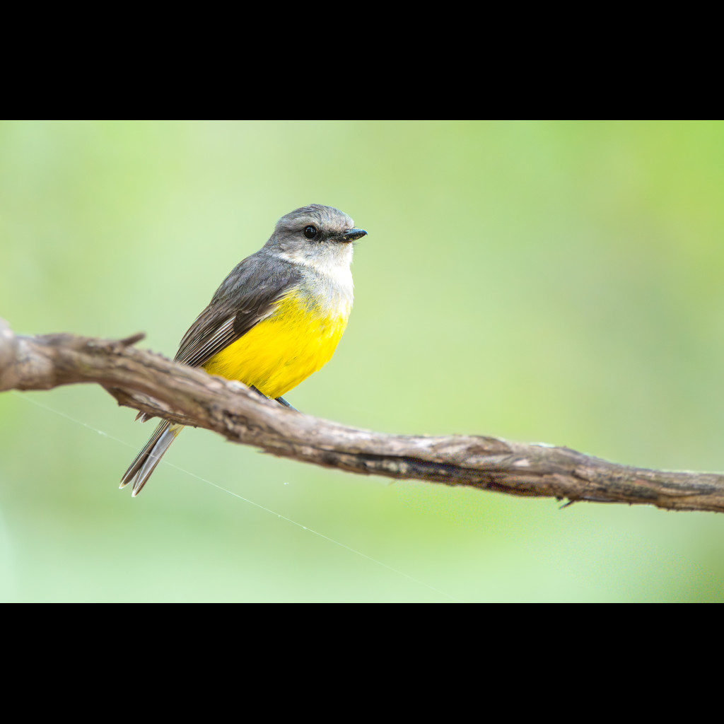 Western Yellow Robin