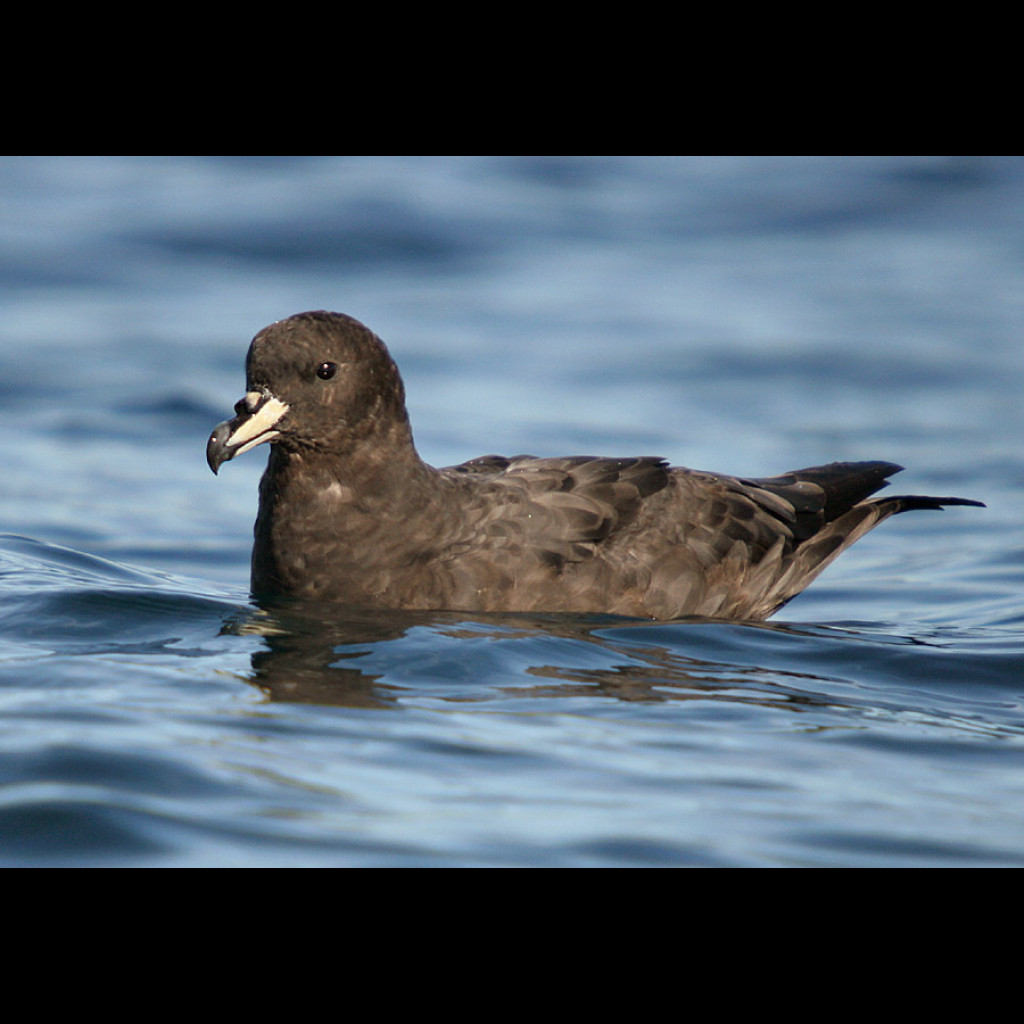 Westland Petrel
